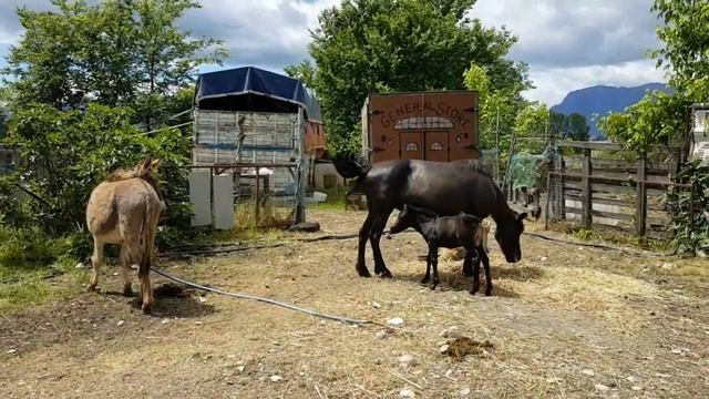 КОБЫЛА ПЛЮС ОСЁЛ РАВНО МУЛ