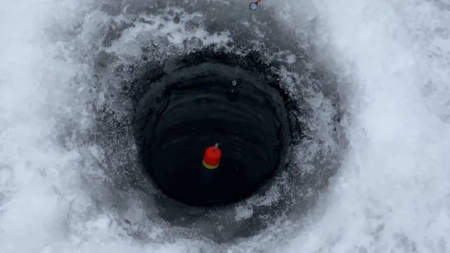 Самоловы на зимней рыбалке в Ахтубе!