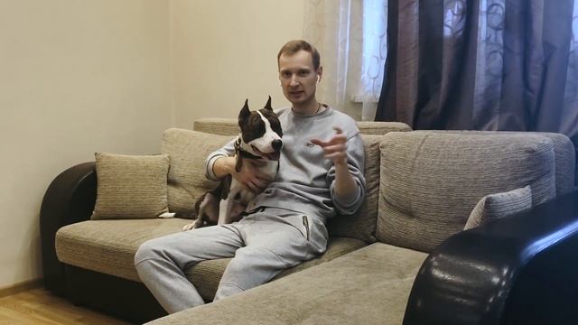 Порода собаки - Амстафф. Описание породы от кинолога. американский стаффордширский терьер