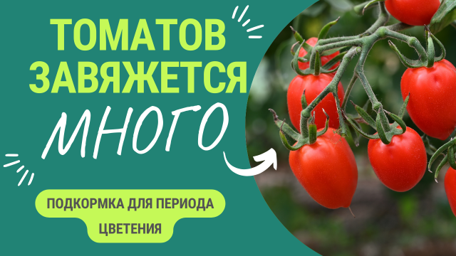 Томатов завяжется намного больше с такой подкормкой. Схема подкормки во время цветения.