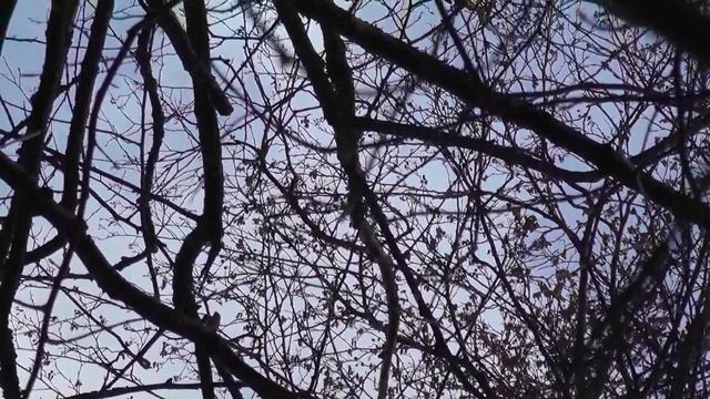 Как выглядит черноольшанник. Черноольховая топь. Про ольху черную и серую