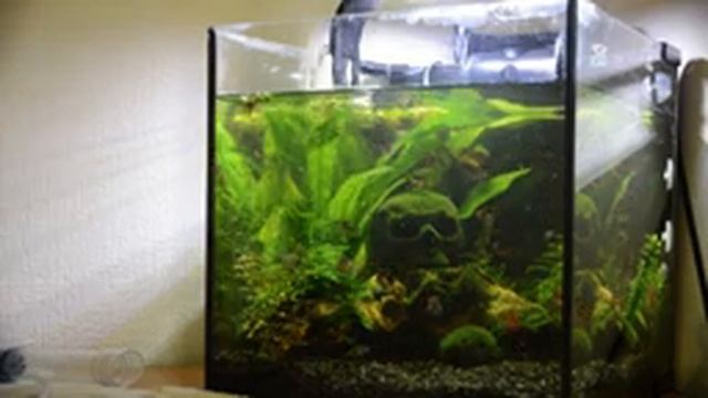 ЧИСТКА АКВАРИУМА (ASMR)