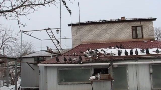 Николаевские голуби Сергея Родионова. (Продажа голубей. Продолжение). Волгоград. Часть 154