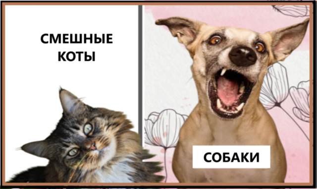 СМЕШНЫЕ КОТЫ И СОБАКИ. Самые лучшие моменты 2022..avi