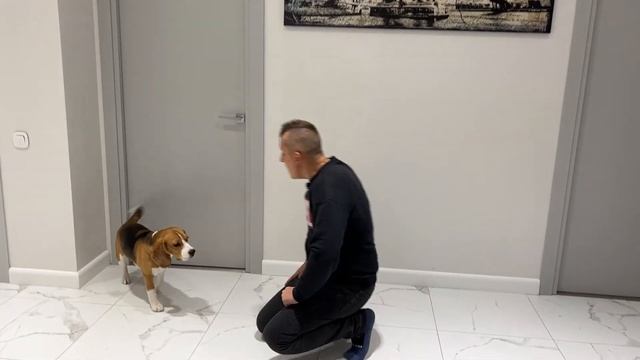 ШЕРЛОК ПАХНЕТ ПСИНОЙ. Как избавиться от запаха. БРОС ШОУ ПЕТ