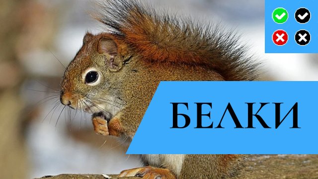 БЕЛКИ – интересные факты