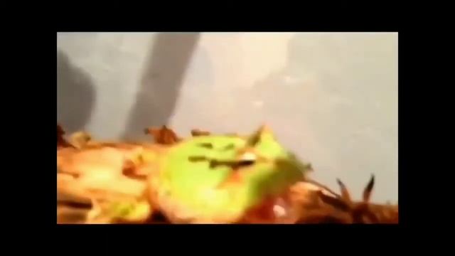 ЛЯГУШКИ ОРУТ! Очень смешное видео