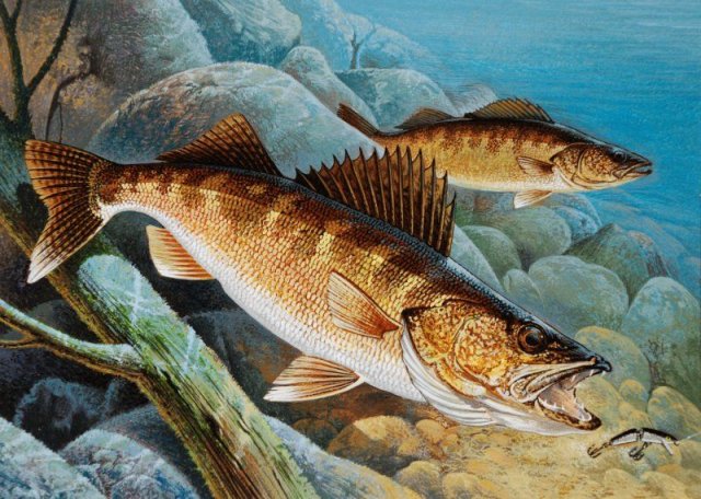 КАК ПРАВИЛЬНО НАСАДИТЬ ТЮЛЬКУ НА КРЮЧОК ЧТОБЫ ПОЙМАТЬ СУДАКА ИЛИ БЕРША.mp4