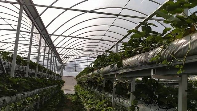 Малообъёмка для клубники