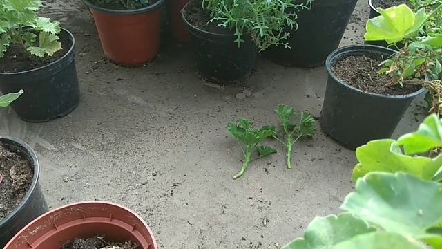 Пеларгония / герань к 8 марта - массовое черенкование.