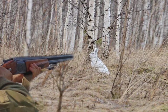 Охота на трофейного зайца с подхода или погоня с выстрелами.