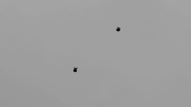 голуби Донецкой области г Селидово.