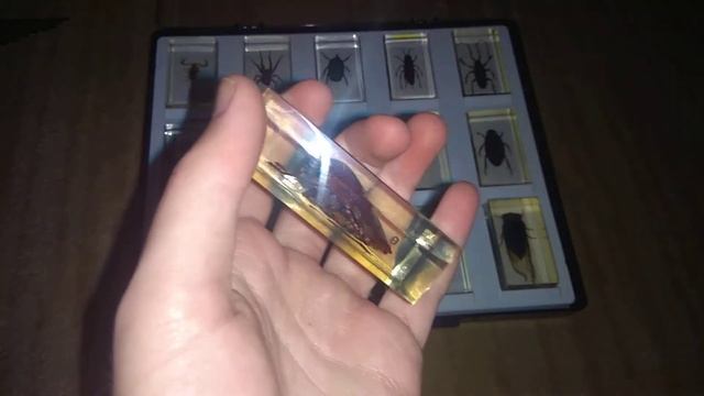 ?Насекомые и их знакомые?