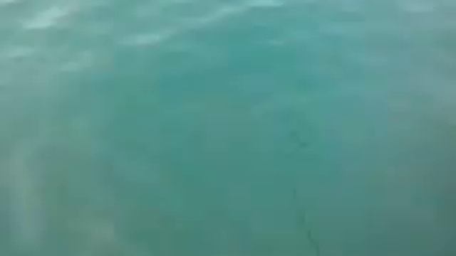 Рыбалка в Сочи конец марта (смарида)