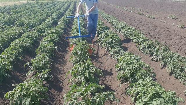 Так ещё никто неокучивал ручным дисковым окучником