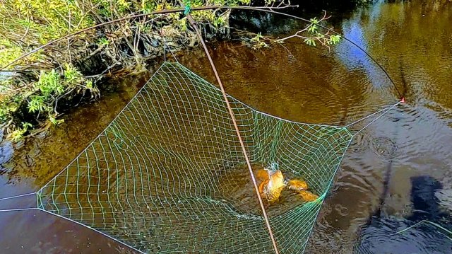 Рыбалка на карася! Карась на паук! Солим рыбу не отходя от кассы! Рыбалка 2021.