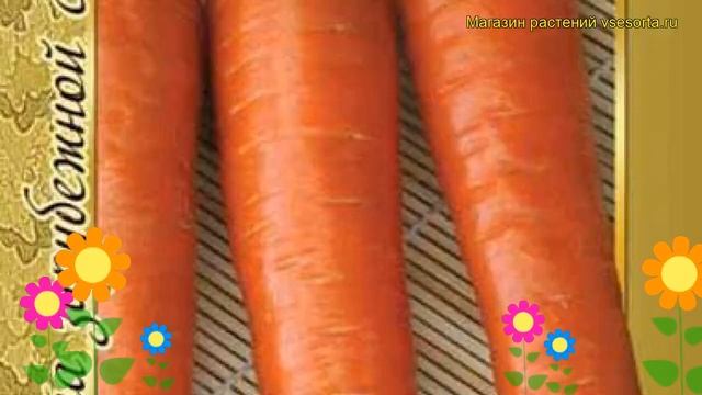 Морковь Ромоса (Морковь Romosa). Краткий обзор, описание характеристик, где купить семена Romosa