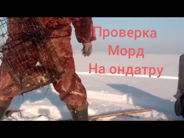 проверка морд на ондатру.... охота на ондатру. зимой..