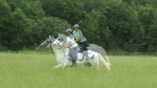 Топ 10 Самых Красивых Лошадей в Мире. Самые Красивые Породы Лошадей