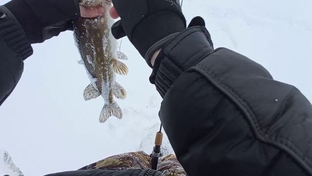 Ловля щуки на вибы! Зимняя рыбалка 2021! Лучшие моменты