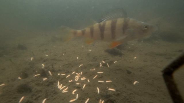 Как зимует карась подо льдом? Опустил камеру в лунку и решил покормить рыбу.