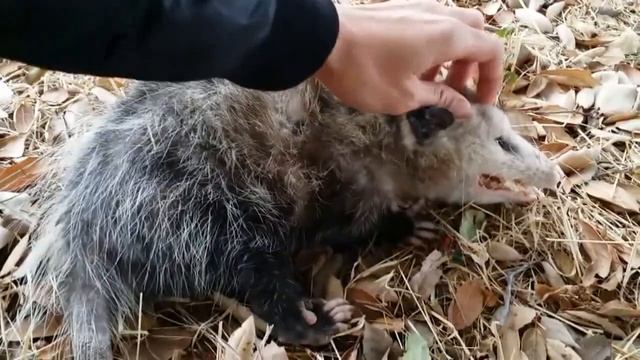 Александр Лаэртский. Опоссум.