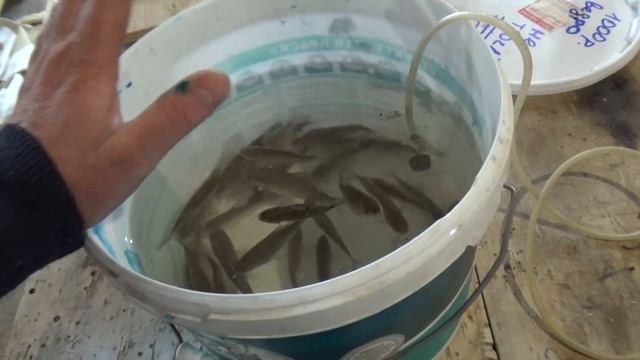 КАК СОХРАНИТЬ ЖИВЦА ДО РЫБАЛКИ  КАРАСЯ