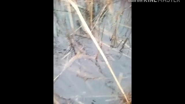 Ловля рыбы Вентерем.Щука нереститься! Вот такой результат.