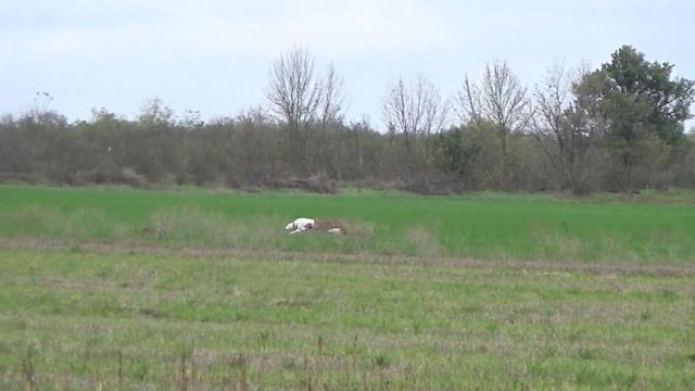 Охота с борзыми,грейхаундами на зайца русака