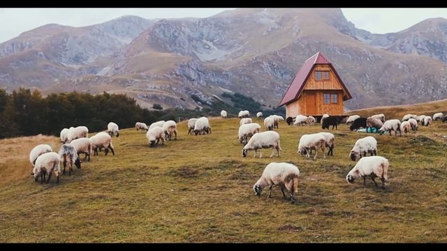 Домашние животные для детей. Познавательное видео с викториной. Учим названия животных.
