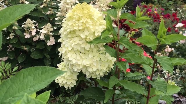 Ну какие же они красивые!!! Колеусы в моем цветнике????????