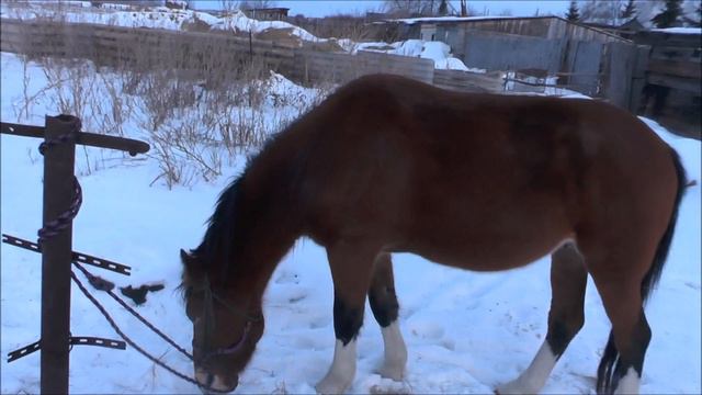 Охота на копытных. Охота на косулю. Загонная охота. Михаил гнал...