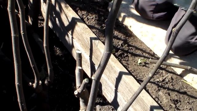 Инжир.Обрезка для формировки горизонтальный кордон.