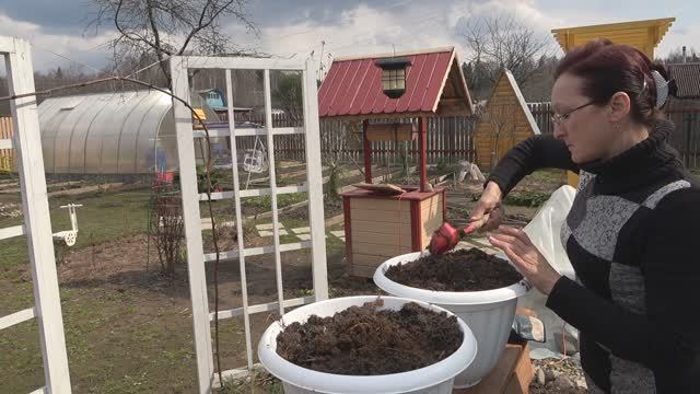 6 соток 11 апреля 2023 года. Хроника. Автоматические форточки. Петуньи в кашпо. Крашу шпалеры ПФ-115