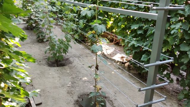 СУПЕР НОВИНКА СОЗРЕЛА!🍇🍇🍇.mp4 WhatsApp и Viber +79528500417, Тел. +79054033245.