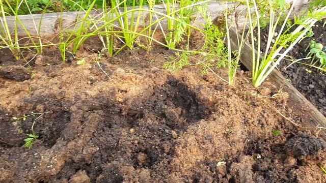 Простое супер средство от морковной мухи. Только чистая морковь.