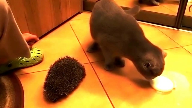 Кот трётся об ежа