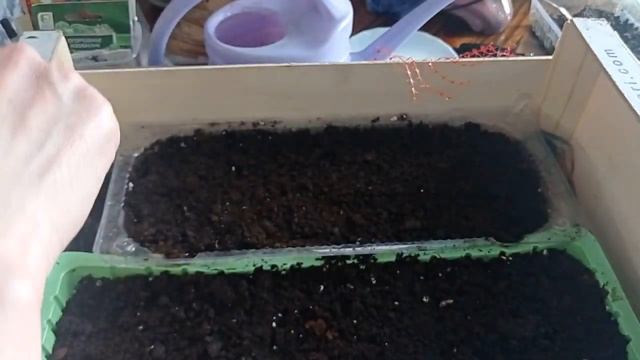 ЛИХНИС- АЛЕНЬКИЙ ЦВЕТОЧЕК!ПОСАДКА ЛИХНИСА #лихнис#лихнисхалцедонский#лихнисизсемян#лихнисвыращиван