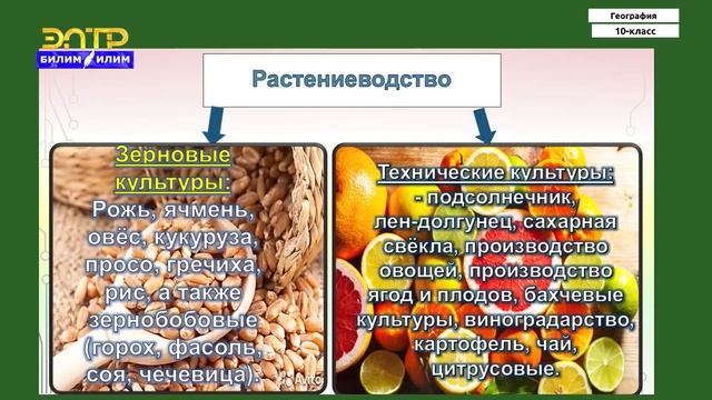 10-класс | География | География сельского хозяйства. Растениеводство и животноводство мира