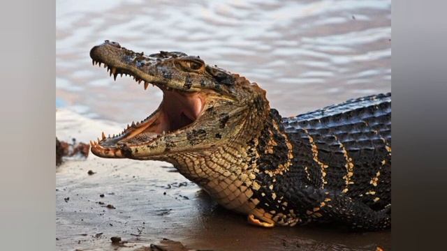 Окружающий мир,  3 класс. Развитие и размножение животных.