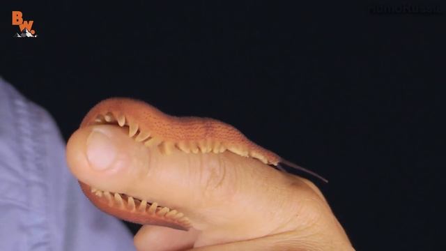 БАРХАТНЫЙ ЧЕРВЬ / ОНИХОФОРЫ / Койот Питерсон на русском