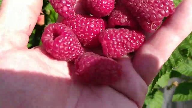 Малина Самохвал обзор и дегустация