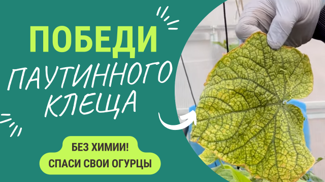 Спасаем огурцы. Как победить паутинного клеща без химии_