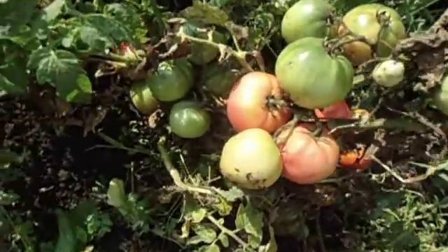 Томат Демидов. выращенный по принципу "ПОСАДИЛ И ЗАБЫЛ". Ольга Чернова