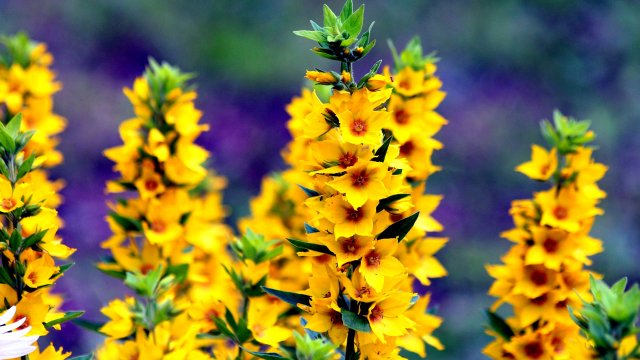 Экхарт Толле - 43. Неприятности и несчастья, озвучивает Nikosho.mp4