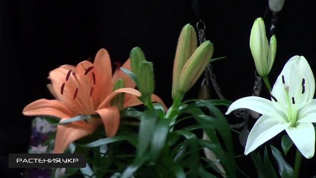 Лилия азиатская / посадка и уход за лилиями