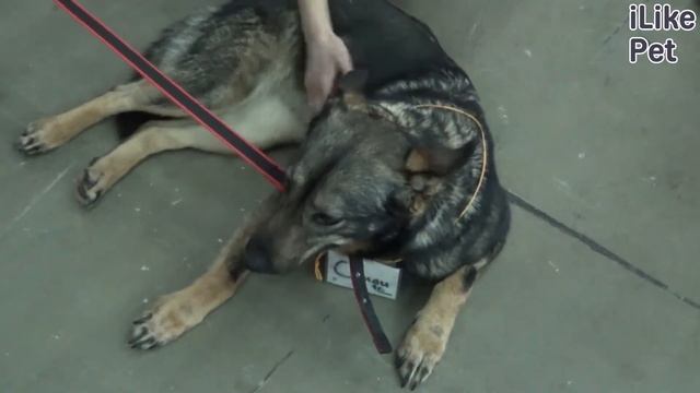 5 способов отучить взрослую собаку кусаться