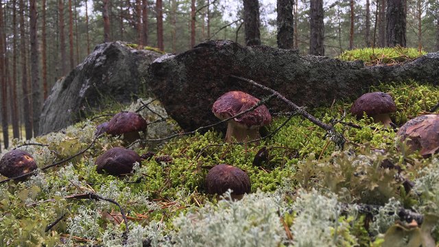 ТИХАЯ ОХОТА НА БЕЛЫЕ ГРИБЫ БОРОВИКИ! МОРЕ БОРОВИКОВ В БОРАХ!