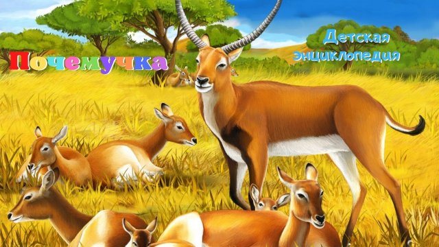 0+ Какие бывают антилопы? Почемучка. Детская энциклопедия.