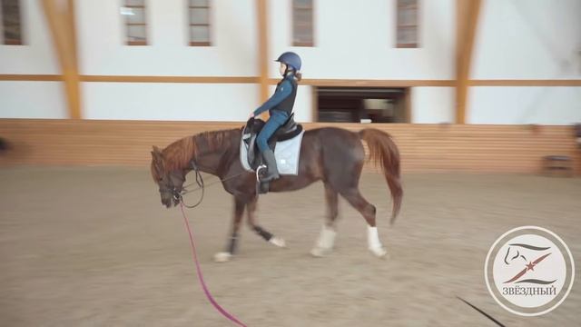 Тренировка на большой лошади / Занятие верховой ездой / Начальный уровень.